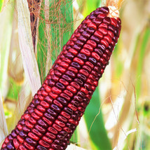 Bloody Butcher Corn Seeds Jimmy Red Moonshine Sweet Indian Ornamental Seed  - £4.69 GBP