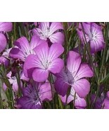 RIAHOKI99 Agrostemma- Rose- 50 Seeds HIGH GERMINATION RATE - €8,57 EUR