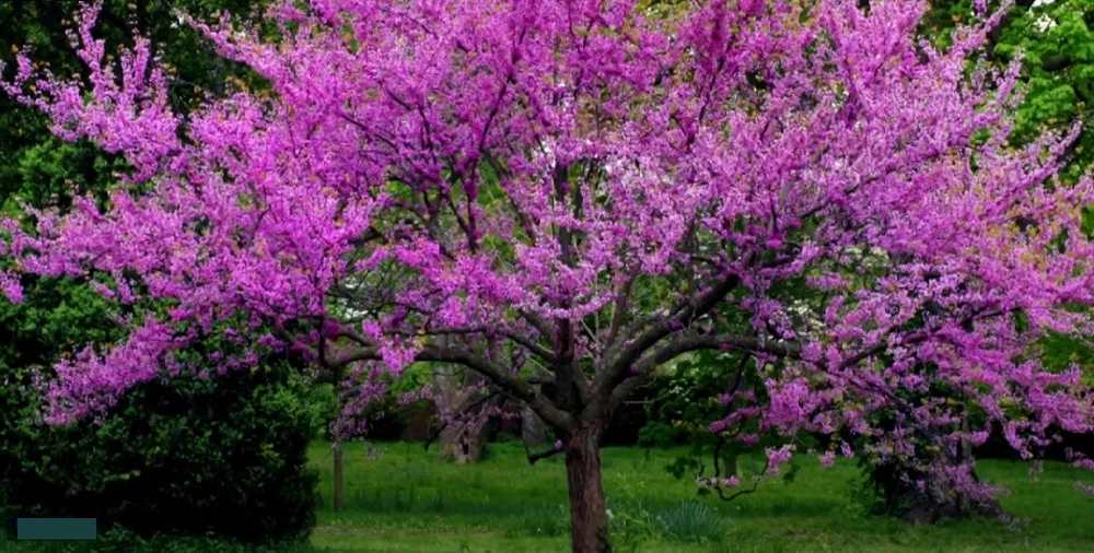 Eastern 30 Seeds Premium Red Bud Plant Cercis Canadensis - €2,42 EUR