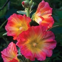 LimaJa Pink Orange Hollyhock 50 PURE Seeds Perennial Flowers Flower Bloom US SEL - £4.77 GBP