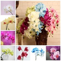 SEPTH 100 Phalaenopsis Seeds Moth Orchid Garden Flower Seed - $5.99