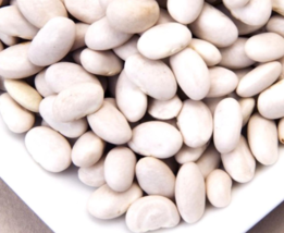 100 Pc Seeds Great Northern Beans Vegetable, Beans Seeds for Planting | RK - £13.38 GBP