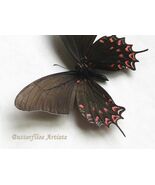 Mimoides (Eurytides) Thymbraeus White-Crescent Swallowtail Rare Butterfl... - $119.70 CAD