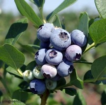 Windsor Blueberry &quot;Southern Highbush&quot; 4 to 6 inch Starter Blueberry Plan... - £14.46 GBP