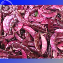 Ruby Moon Red Hyacinth Bean Seeds 8 Seeds Fresh Seeds for Planting - £8.96 GBP