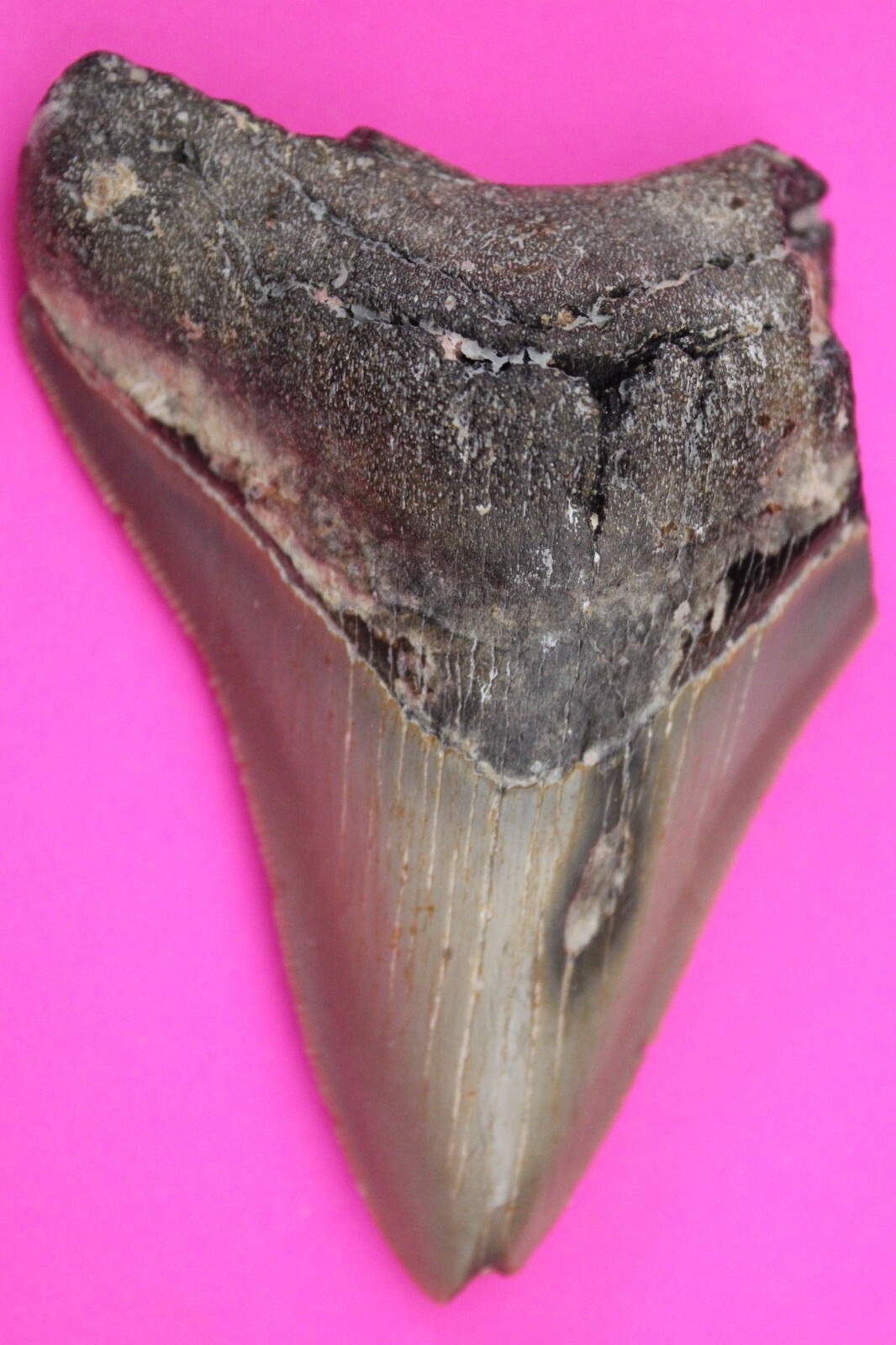 Authentic Megadolon Shark Tooth 3.44 Inches 96 Grams Fossil Dino Girl CO... - $103.99