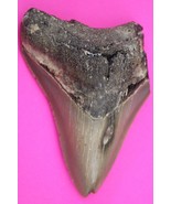 Authentic Megadolon Shark Tooth 3.44 Inches 96 Grams Fossil Dino Girl CO... - $103.99