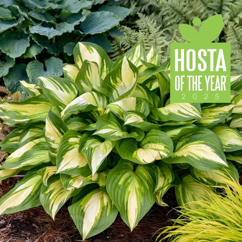 Hosta Miss America 5.25 Inch Pot Well Rooted 2025 Hosta Of The Year! - $36.65