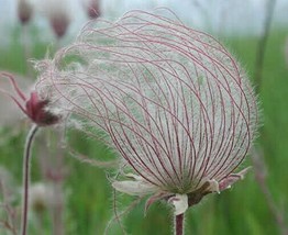 Fast Ship USA Seller Geum Triflorum Prairie Smoke 10 Seeds - £19.23 GBP