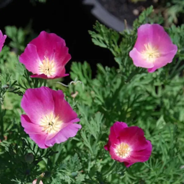 Fresh Purple Gleam California Poppy Seeds 250+ Flower Eschscholzia Peren... - $7.38