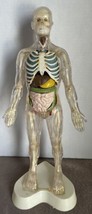 VINTAGE 1960’s 16” HUMAN ANATOMY MALE - VISIBLE SKELETON &amp; BODY PARTS W/... - $44.46