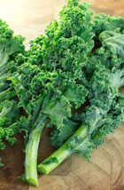 Grow In US 200 Kale Seeds Dwarf Blue Curled Scotch Kale Vate Blue Curled... - $8.09