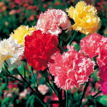 50 Seeds Chabaud Mix Carnation Seeds  - £8.26 GBP