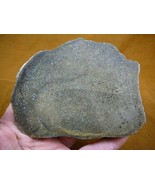(DF378-12) 13 oz Fossil REAL DINOSAUR Bone cabbing slab lapidary I love ... - $78.53