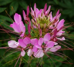 Cleome Seeds 100 Rose Queen Flower Annual Bees Butterfly Home Garden - £4.62 GBP
