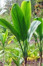 HAWAIIAN GREEN TI LEAF PLANT 2 LOGS ~ GROW HAWAII - $23.88