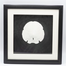 Sand Dollar Real Framed Nautical Home Wall Decor 13&quot;x13&quot; - £27.25 GBP