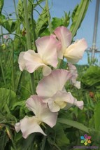 PPA 50+ Kiera Madeline Sweet Pea Seeds For Garden Planting - USA  - $7.12