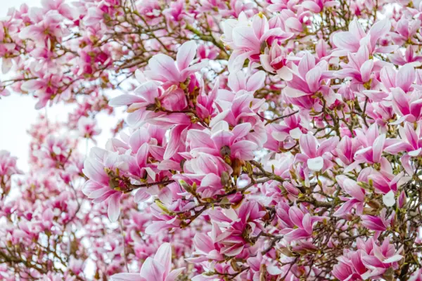 5 Saucer Magnolia Soulangeana Denudata &amp; Liliiflora Pink White Flower Tr... - $9.00