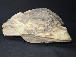 Petrified Wood Log Large Natural Decorative Crystal ≥6.5&quot; &amp; over 26 oz (... - $1,014.06 MXN