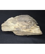 Petrified Wood Log Large Natural Decorative Crystal ≥6.5&quot; &amp; over 26 oz (... - $1,014.75 MXN