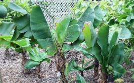 Musa acuminata Dwarf Banana Cavendish 10 Seeds - £30.20 GBP