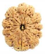 Rare Super Collector 10 Mukhi Rudraksha with 10 complete seeds - 33.36mm... - $11,433.99 MXN