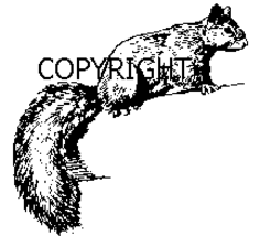 Squirrel New Release Mounted Rubber Stamp - $3.59