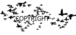 Black Birds New Release Mounted Rubber Stamp - $5.10