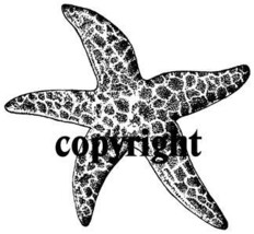 Star Fish New Release New Mounted Rubber Stamp - $5.10