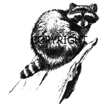 RACCOON ON LEDGE-NEW RELEASE mounted rubber stamp - $6.00