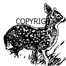 FAWN DEER NEW RELEASE mounted rubber stamp - £5.50 GBP