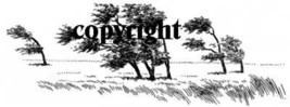 WINDBLOWN TREES~ NEW RELEASE! mounted rubber stamp - £5.18 GBP