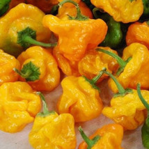 25 Jamaican Yellow Habanero Pepper Seeds 2024 Non Gmo Fresh New - £5.76 GBP