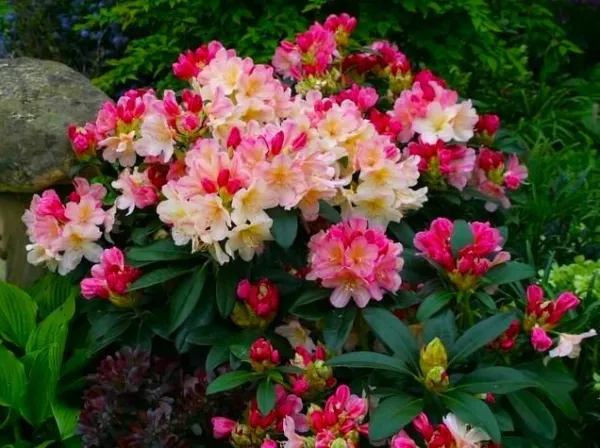 Percy Wiseman Azalea Rhododendron Starter Plant Varying Shades Of Pink Garden - £49.34 GBP