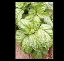 Basil Grandi Foglie Valentino Italian  100 Seeds Gourmet Aroma Microgreens - $7.99