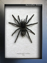 Tarantula Hairy Spider Hapalotremus Carabaya South American Entomology Display - $68.99