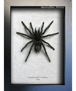 Tarantula Hairy Spider Hapalotremus Carabaya South American Entomology D... - £54.97 GBP