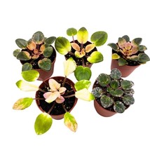 Harmony&#39;s Variegated African Violet Assortment, 2 inch Set of 5, Rare Mini Saint - £54.92 GBP