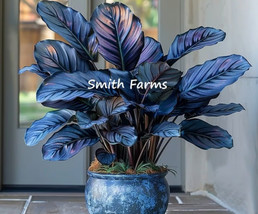 25+ Seeds Gray &amp; Blue Calathea Flowers Easy To Grow Garden From US - $10.25