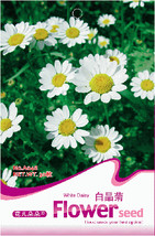 New Fresh 1 Pack 30 Seeds / Pack White Daisy Chrysanthemum Multicaule Mi... - $4.72