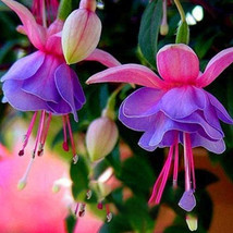 Red Fuchsia Bonsai Potted Flower Garden Potted Plants Hanging Fuchsia Fl... - £5.52 GBP