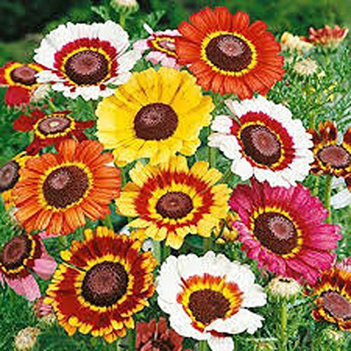 Painted Daisy,Organic 100+ Seeds, Beautiful Mulit Colored Blooms.