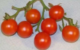 20 Seeds Tomato Cherry Red Small Quick Heirloom Start Transform Your Garden - $8.35