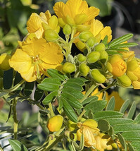 (1) 12&quot; Live Rooted Plant Senna Didymobotrya ~ Yellow African Popcorn Scented - £40.09 GBP