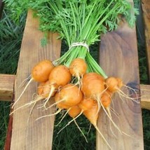 Parisian Carrot Seeds | 300 Seeds | Non-GMO | US SELLER | Seed Store | 1088 - £4.98 GBP