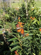 Milkweed 6 Plant 5&quot; tall Starter Plants 1-2 Branches - £27.44 GBP