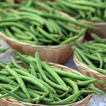 New 100 Jade Bush Bean Seeds Green Beans Seeds For Planting Fresh Garden USA Sel - $10.00