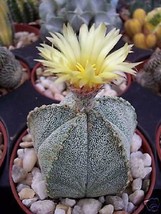 Astrophytum cohauilense rare hybrid japanese cactus flower cacti seed 50 SEEDS - £14.89 GBP