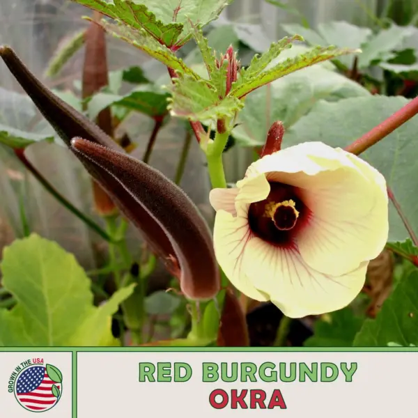 100 Red Burgundy Okra Ornamental Fresh Seeds - £10.42 GBP